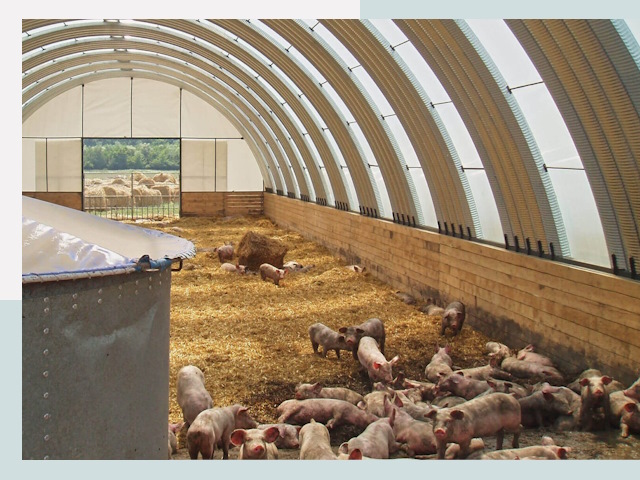 Строительство свинарников в Нижнем Тагиле